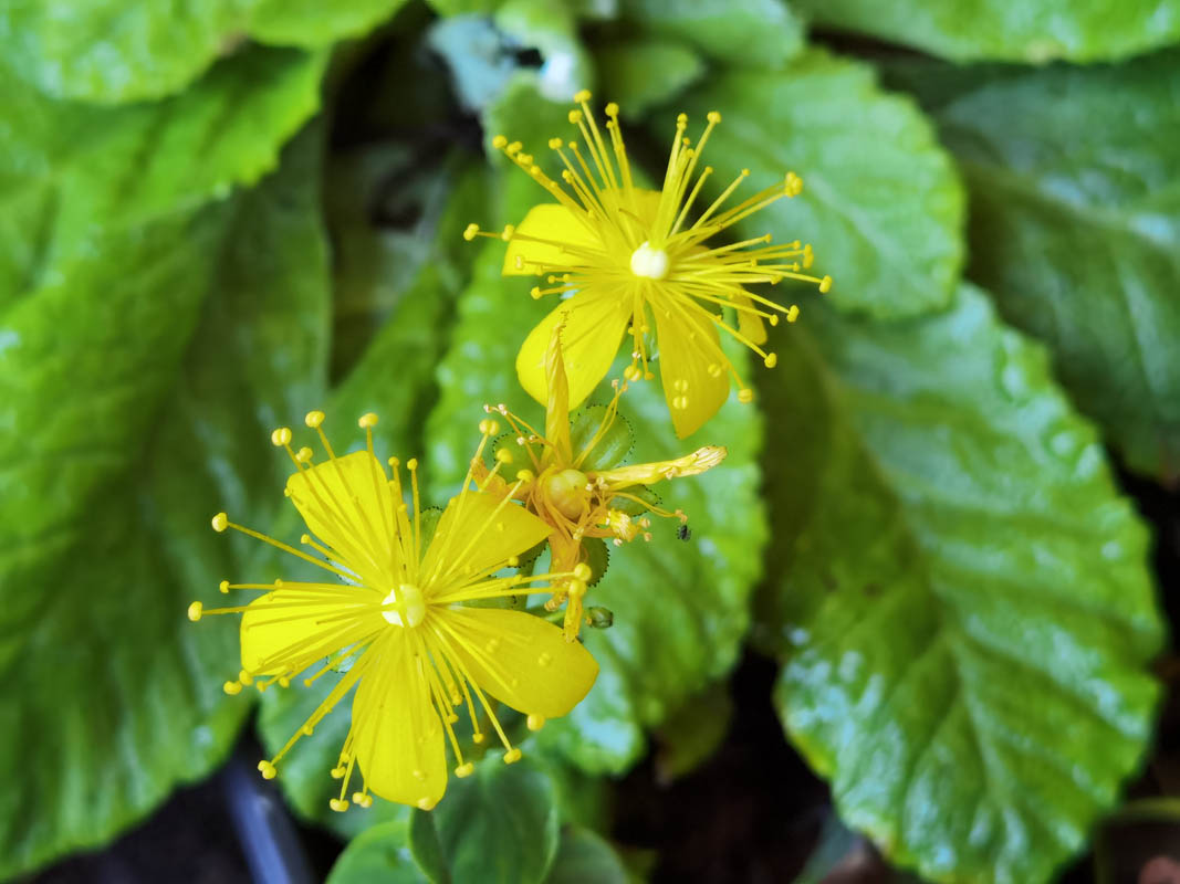 Hypericum nummularium photo